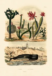Cachalot